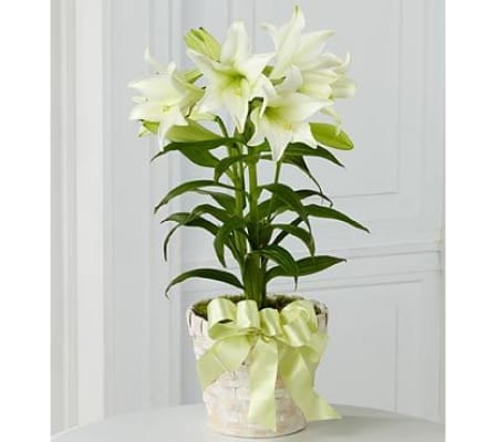 Classic Easter Lilies