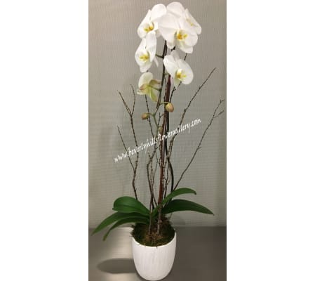 White Phalanopsis Orchid
