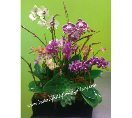 Multi Color Orchid Oasis