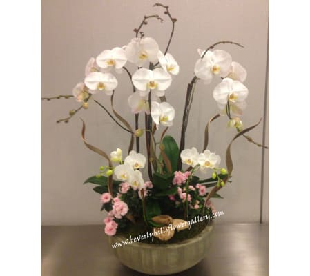 Orchid Garden