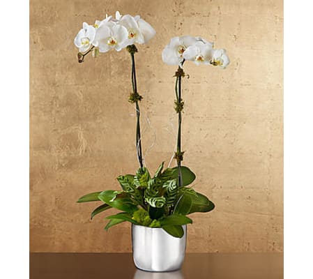 Silver Celebrating Orchids
