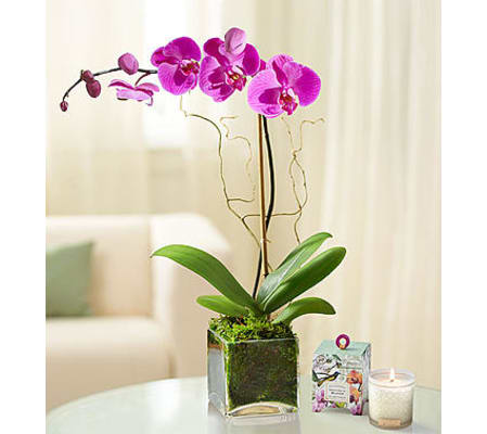 Purple Orchid Plant