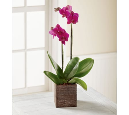 Orchid Planter