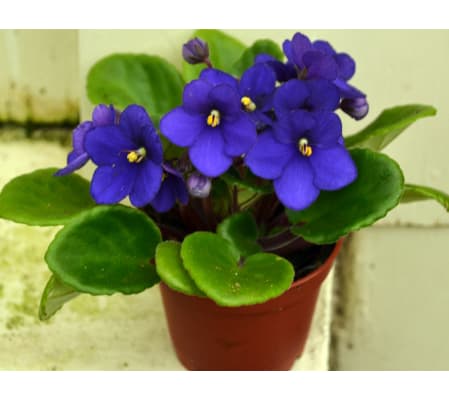African Violet Plants