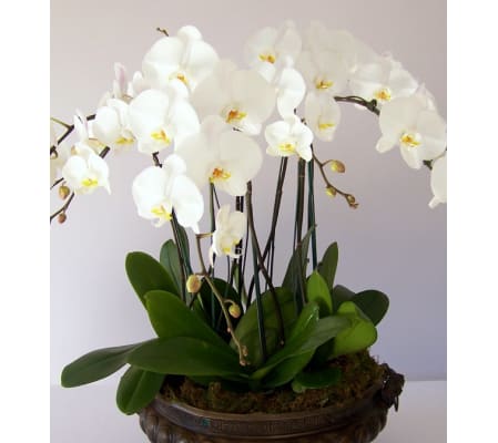 ORCHID PLANT IN SPECIAL CONTAINER