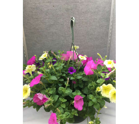 Blooming Petunia Hanging Basket