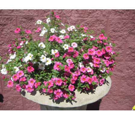 Annual Hanging basket