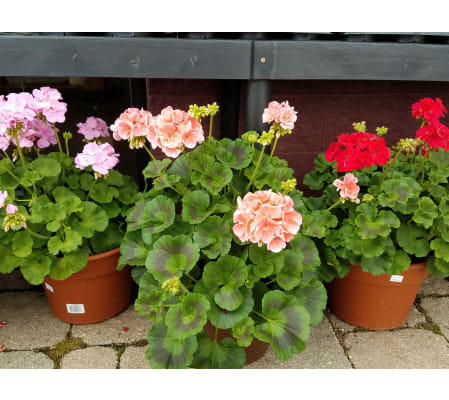 Annual patio pot