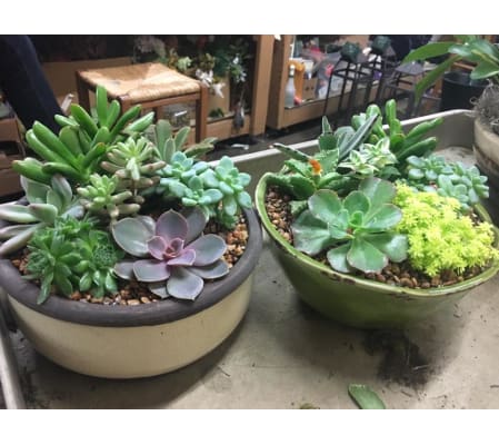 Succulent Gardens Zen