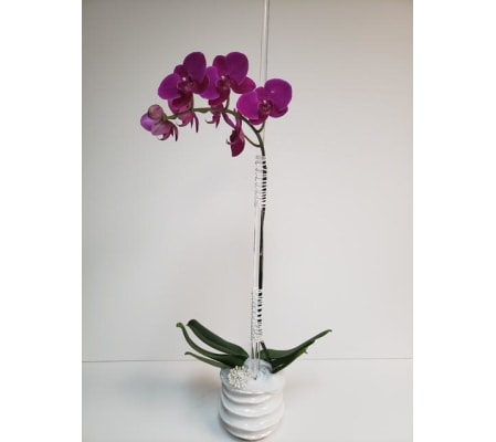 Channel Orchid