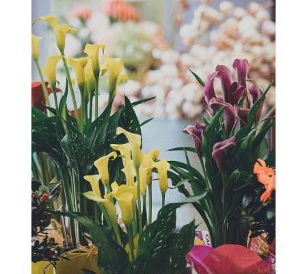 Potted Calla Plant