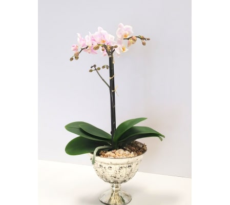 Petite Orchid