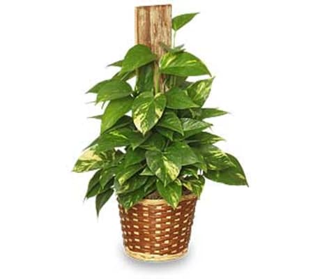 GOLDEN POTHOS PLANT