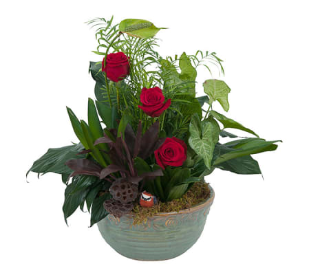 Rosy Dish Garden DW