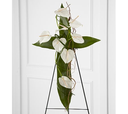 Anthurium Cross