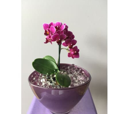 Purple mini orchid planter