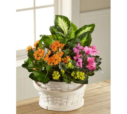 Color Crush Basket Dishgarden