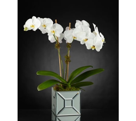 Luxury Elegant Impressions Orchid