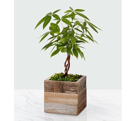 Health, Wealth & Happiness Money Tree