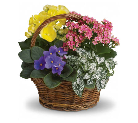 Mixed Blooming Basket