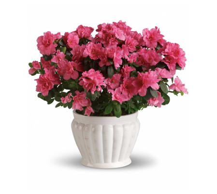 The Pretty In Pink Azalea