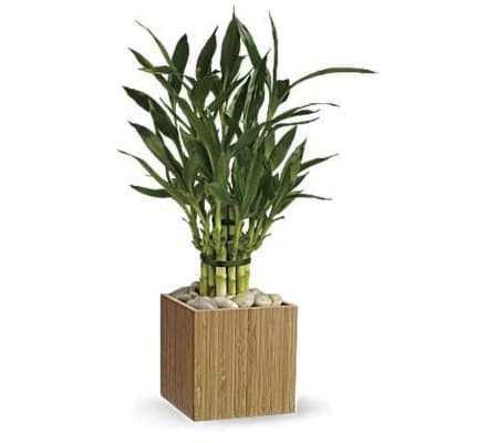 Good Luck Bamboo Plant