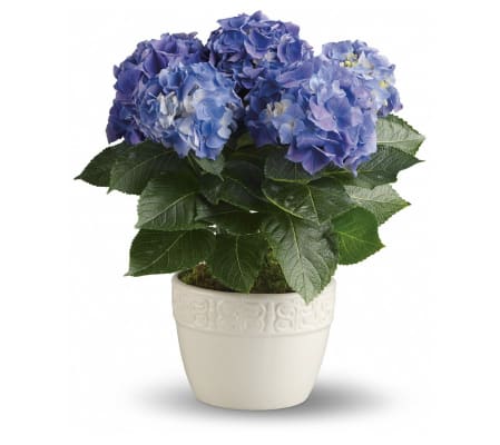 The Happy Hydrangea - Blue