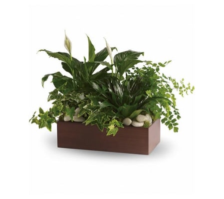 Box of Quiet Expressions