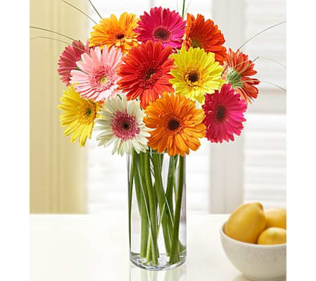Glorious Gerberas (12)