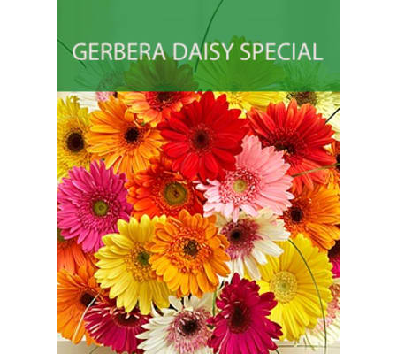 Wrapped Gerbera Daisy Special