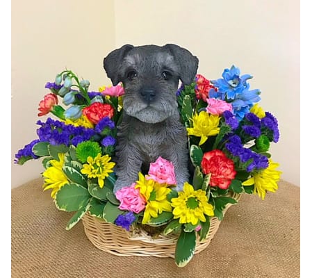 Miniature Schnauzer in a Basket