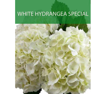 Wrapped White Hydrangea Special