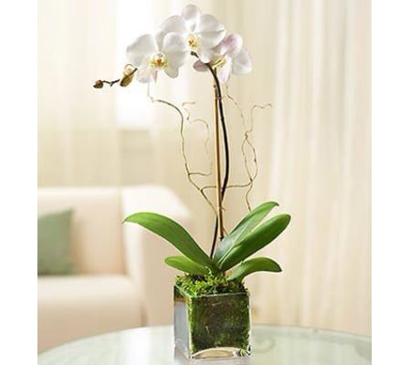 Ellington's Modern Orchid