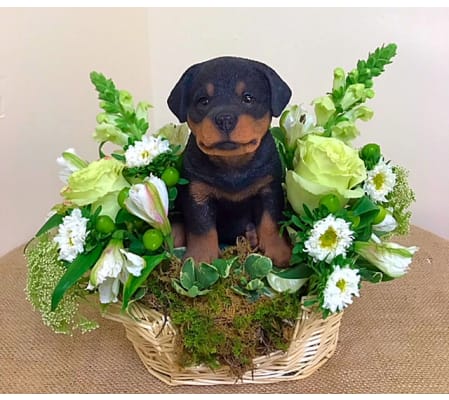 Rottweiler