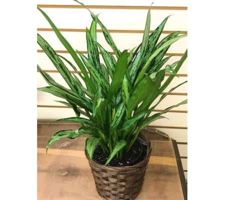 Cutlass Aglaonema in Basket
