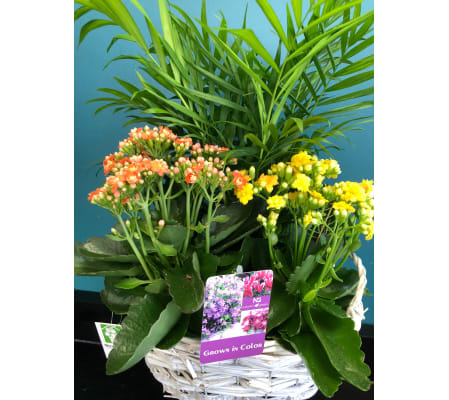 Blooming Planter Basket