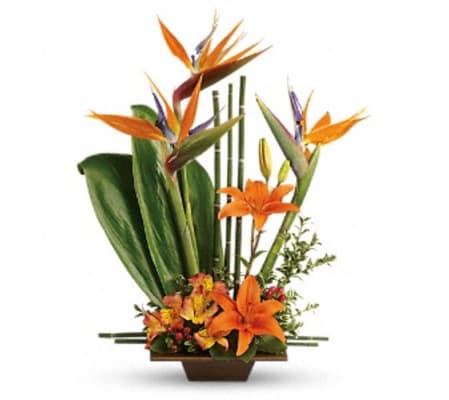 Exotic Arrangement