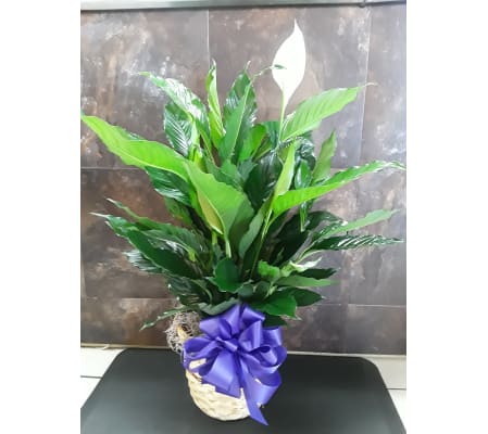 Peace Lily Spath