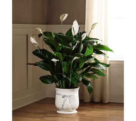 The Comfort Planter 8