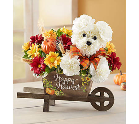 a-DOG-able® for Fall 2