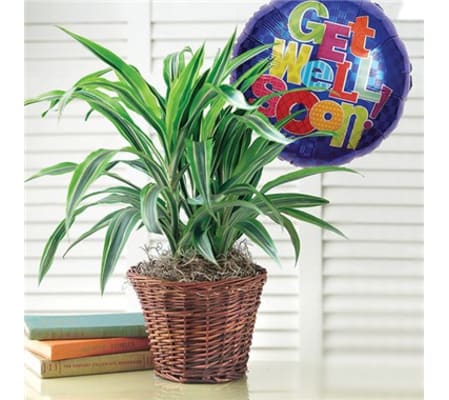 Green Plant With Balloon