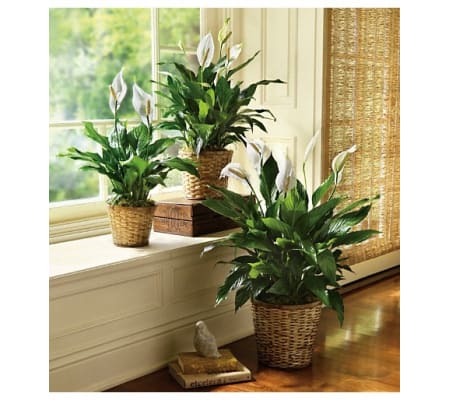 Peace Lily