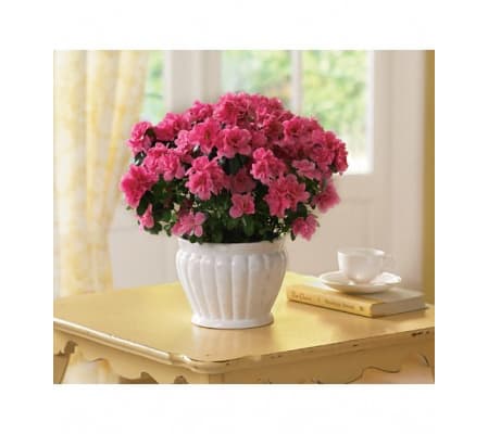 Azalea