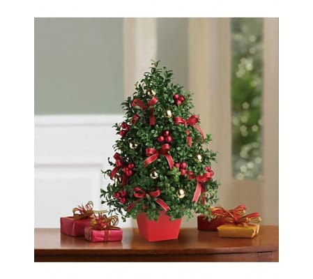 Boxwood Trees