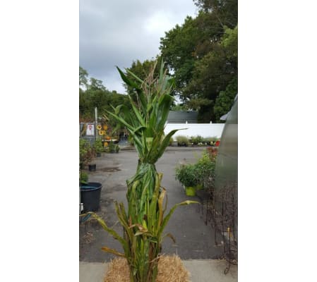 Cornstalk