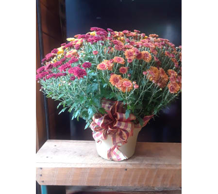 Blooming Fall Hardy Mums