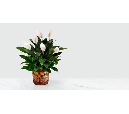 Peace Lily Houseplant