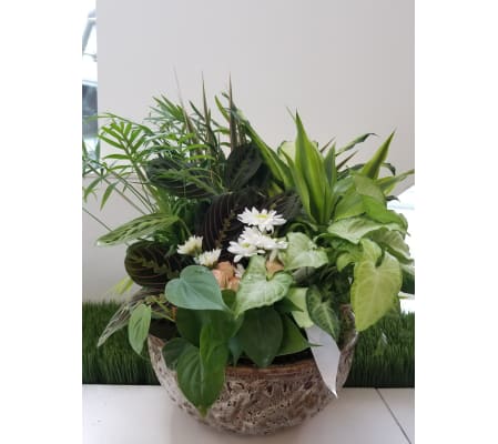 Customer Appreciation Dish Garden