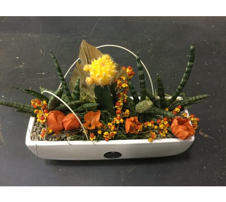 Fall Cacti