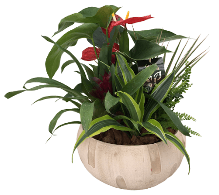 The Anthurium Tropical Planter